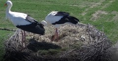 IMG_2768.jpeg