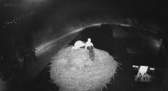 IMG_2956.jpeg