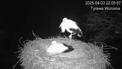 2025-04-03 23_18_35-(1) Tyrawa Wołoska - gniazdo bocianie - YouTube - Maxthon.png