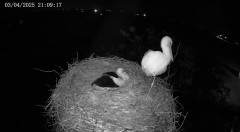 IMG_2976.jpeg