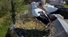 IMG_2449.jpeg