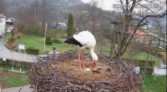 2025-04-05 09_43_13-Tyrawa Wołoska - gniazdo bocianie - YouTube - Maxthon.png