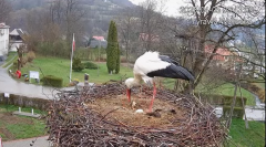2025-04-05 09_43_24-Tyrawa Wołoska - gniazdo bocianie - YouTube - Maxthon.png