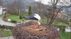 2025-04-05 09_44_15-Tyrawa Wołoska - gniazdo bocianie - YouTube - Maxthon.png