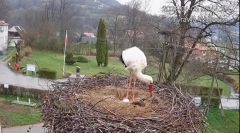 2025-04-05 09_44_34-Tyrawa Wołoska - gniazdo bocianie - YouTube - Maxthon.png
