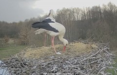 IMG_3709.jpeg