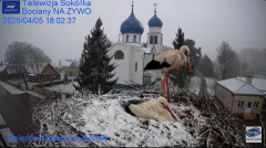 2025-04-05 20_39_23-(1) Gniazdo Bocianie - Telewizja Sokółka [NA ŻYWO] _ IP Camera_ Stork's nest [LI.png