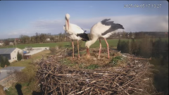 2025-04-05 22_13_32-(1) Bociany - Raszków - YouTube - Maxthon.png