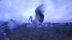 2025-04-05 22_20_40-(1) bociany-online.pl - gniazdo - LIVE - YouTube - Maxthon.png