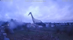 2025-04-05 22_20_52-(1) bociany-online.pl - gniazdo - LIVE - YouTube - Maxthon.png