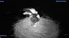 2025-04-05 22_27_27-(1) #Gniazdo #Bocian #nażywo #nature #kamera #Zambrow #WhiteStork #nest #ptaki #.png
