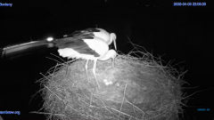 2025-04-05 22_27_37-(1) #Gniazdo #Bocian #nażywo #nature #kamera #Zambrow #WhiteStork #nest #ptaki #.png