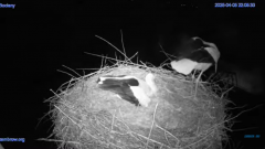 2025-04-05 22_28_06-(1) #Gniazdo #Bocian #nażywo #nature #kamera #Zambrow #WhiteStork #nest #ptaki #.png