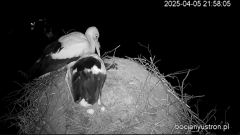 2025-04-05 22_38_17-(1) Bociany Ustroń - transmisja na żywo - YouTube - Maxthon.png