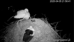 2025-04-05 22_44_57-(1) Bociany Ustroń - transmisja na żywo - YouTube - Maxthon.png