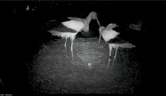 IMG_3824.jpeg