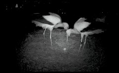 IMG_3825.jpeg
