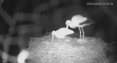 IMG_3832.jpeg