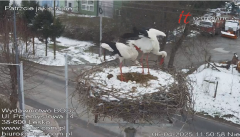 2025-04-06 11_51_06-Bocianie gniazdo Lesko kamera Wydawnictwo BoSz - Maxthon.png