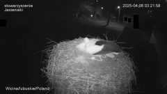 06-04'25 Wicina 03'21'56 Jadzia po długim czasie siada na jajku.png