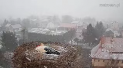 2025-04-06 19_19_52-Gniazdo bocianie _Kostek i Rika_ - Podkarpacie Kostarowce - YouTube - Maxthon.png