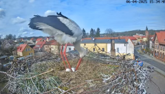 2025-04-06 21_04_03-Bociany Białe Polanów - gniazdo na żywo Sezon 2025 _ Pollnow White Stork - nest .png