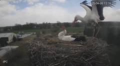2025-04-06 21_36_02-Bociany - Raszków - YouTube - Maxthon.png