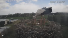 2025-04-06 21_36_09-Bociany - Raszków - YouTube - Maxthon.png