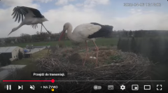 2025-04-06 21_42_41-Bociany - Raszków - YouTube - Maxthon.png