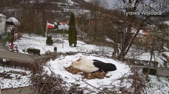 2025-04-06 21_44_56-Tyrawa Wołoska - gniazdo bocianie - YouTube - Maxthon.png