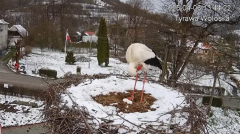 2025-04-06 21_45_07-Tyrawa Wołoska - gniazdo bocianie - YouTube - Maxthon.png