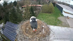 2025-04-06 21_49_15-Bociany Ustroń - transmisja na żywo - YouTube - Maxthon.png