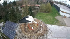 2025-04-06 21_49_22-Bociany Ustroń - transmisja na żywo - YouTube - Maxthon.png