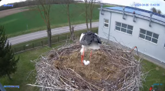 2025-04-06 21_53_33-#Gniazdo #Bocian #nażywo #nature #kamera #Zambrow #WhiteStork #nest #ptaki #pola.png