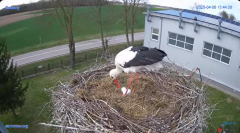 2025-04-06 21_53_46-#Gniazdo #Bocian #nażywo #nature #kamera #Zambrow #WhiteStork #nest #ptaki #pola.png