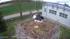 2025-04-06 21_53_52-#Gniazdo #Bocian #nażywo #nature #kamera #Zambrow #WhiteStork #nest #ptaki #pola.png