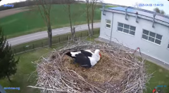 2025-04-06 21_54_33-#Gniazdo #Bocian #nażywo #nature #kamera #Zambrow #WhiteStork #nest #ptaki #pola.png