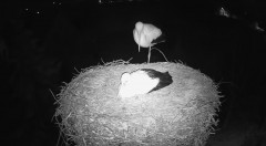 IMG_4222.jpeg