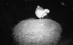 IMG_2334.jpeg