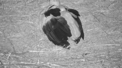 IMG_4212.jpeg