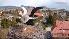 2025-04-07 21_48_05-Gniazdo bocianie _Kostek i Rika_ - Podkarpacie Kostarowce - YouTube - Maxthon.png