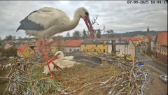 2025-04-07 21_55_09-Bociany Białe Polanów - gniazdo na żywo Sezon 2025 _ Pollnow White Stork - nest .png