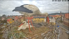 2025-04-07 21_55_19-Bociany Białe Polanów - gniazdo na żywo Sezon 2025 _ Pollnow White Stork - nest .png