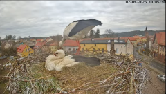 2025-04-07 21_56_07-Bociany Białe Polanów - gniazdo na żywo Sezon 2025 _ Pollnow White Stork - nest .png