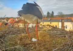 2025-04-07 22_25_50-Bociany Białe Polanów - gniazdo na żywo Sezon 2025 _ Pollnow White Stork - nest .png
