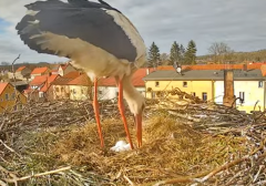 2025-04-07 22_26_08-Bociany Białe Polanów - gniazdo na żywo Sezon 2025 _ Pollnow White Stork - nest .png