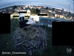 2025-04-07 22_35_20-Bocian Wojtek i jego rodzinka z Orzechowa - Żerkowsko-Czeszewski Park Krajobrazo.png