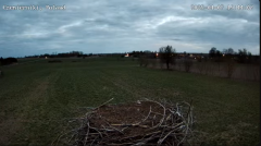 2025-04-07 23_11_32-Gniazdo bocianie w Czemiernikach, pow. radzyński, Lubelszczyzna - YouTube - Maxt.png