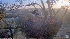 2025-04-08 11_38_23-Knepp White Stork nest camera - YouTube - Maxthon.png