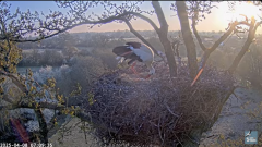 2025-04-08 11_38_31-Knepp White Stork nest camera - YouTube - Maxthon.png